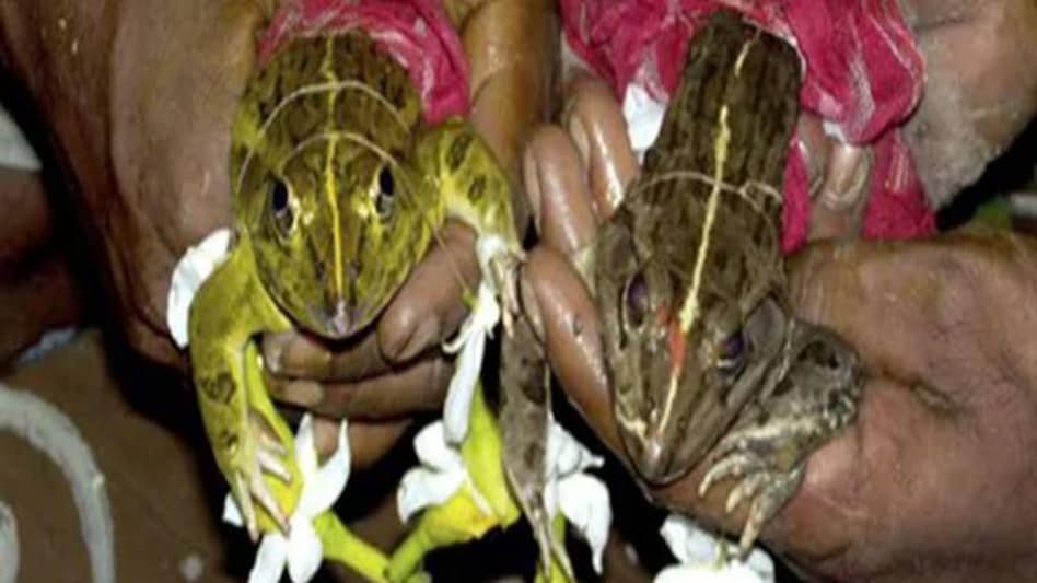 देश के इन हिस्सों में बारिश के लिए करवाई जाती है मेढ़क की शादियां,जरूर जानें देश के इन हिस्सों में बारिश के लिए करवाई जाती है मेढ़क की शादियां,जरूर जानें