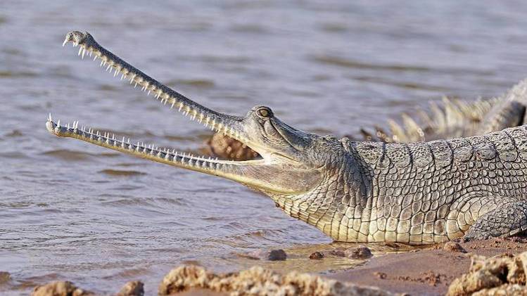 घड़ियाल की आबादी भी कम होती जा रही है. (फोटो-CJ Sharp)