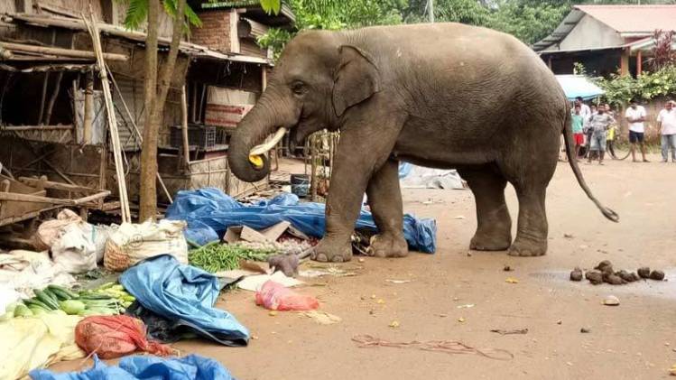 खत्म होते जंगलों का सबसे बुरा असर जानवरों पर पड़ा है (सांकेतिक- IANS)