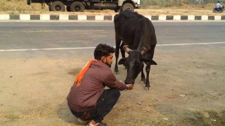 गौरक्षा के लिए फेसबुक पर बने हैं सैकड़ों पेज (सांकेतिक फोटो-FB)