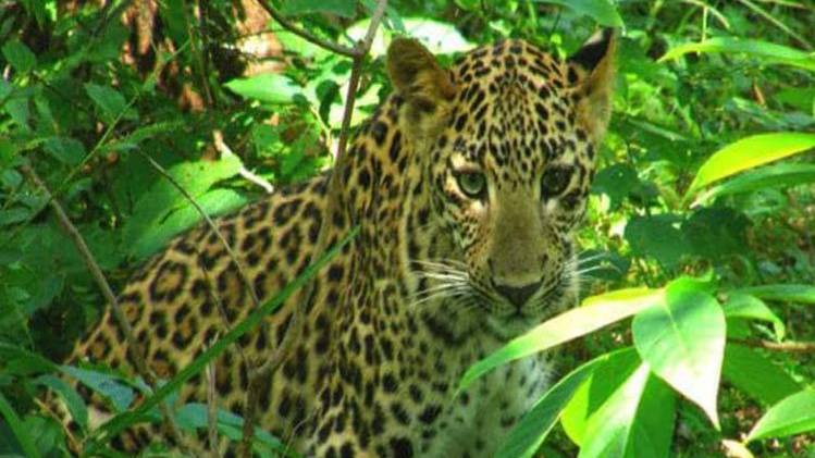 सांकेतिक फोटो