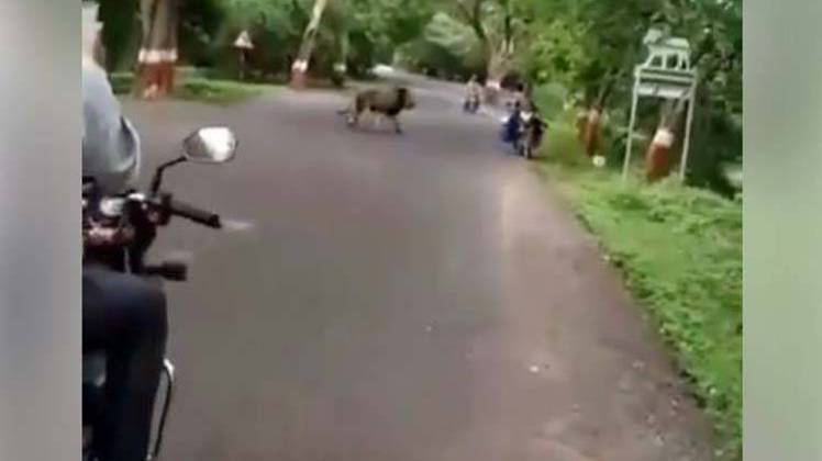 मुंबई में खुलेआम घूमते शेर (वायरल तस्वीर)