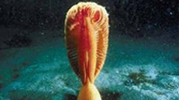 नागपुष्प का रहस्य