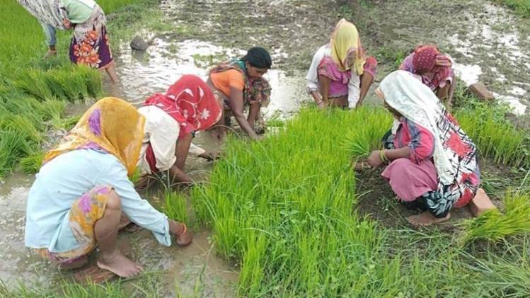 खेत में काम करती महिला किसान