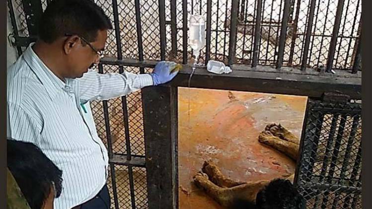 एशियाई शेर की मौत (फोटो-ANI)