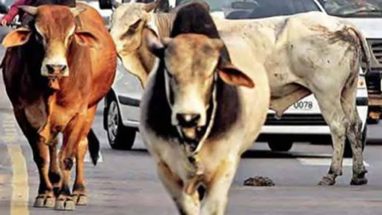 उत्तरी दिल्ली नगर निगम ने 8 महीने में पकड़े 2529 आवारा जानवर - north delhi  municipal corporation animals catching campaign gaushala strategy - AajTak