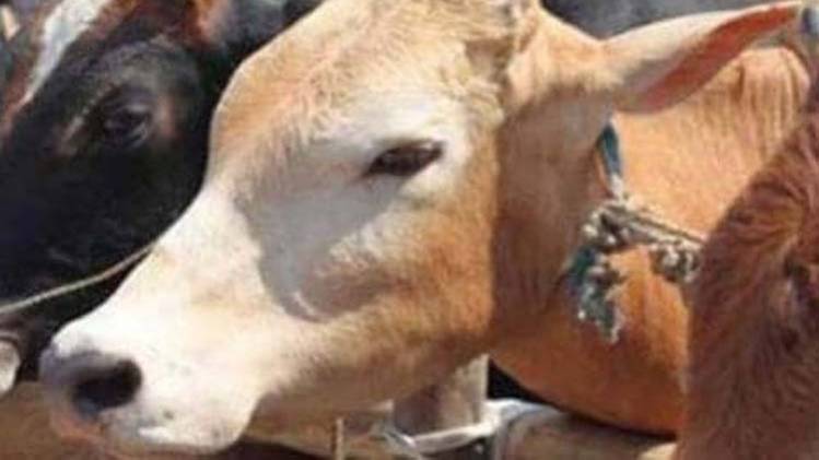  करंट लगने से 20 गायों की मौत (फोटो- प्रतीकात्मक तस्वीर)