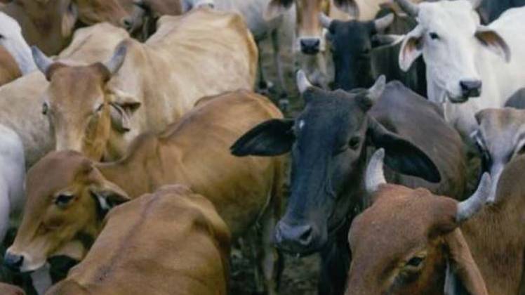 प्रतीकात्मक तस्वीर