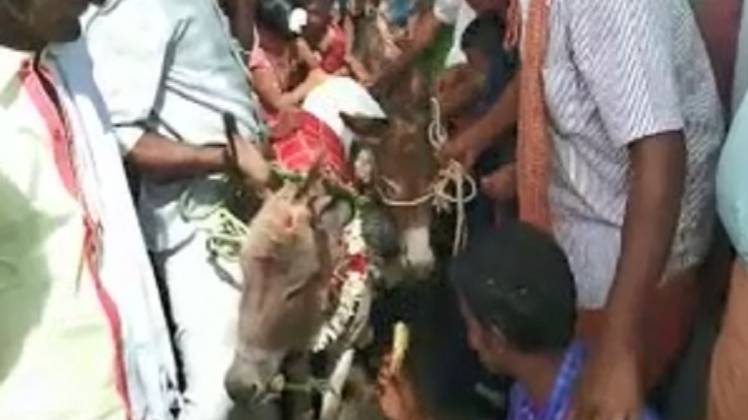 कोयंबटूर में गधे की शादी की गई