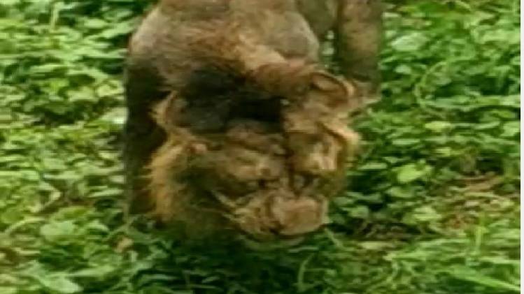 गिर के जंगलों में घास खाता दिखा शेर