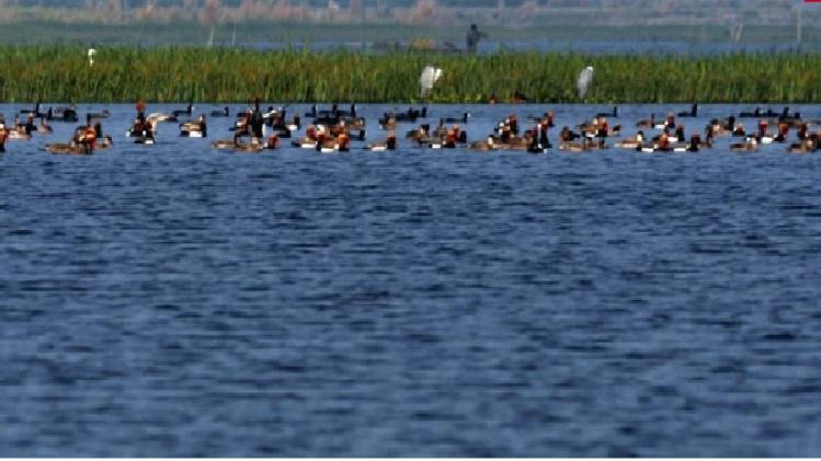 पक्षियों का झुंड (फोटोः आईएएनएस)