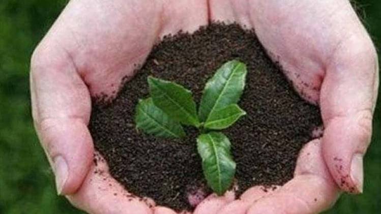 यूपी के सभी जिलों में  22 करोड़ पौधे लगाए जाएंगे (प्रतीकात्मक फोटो )