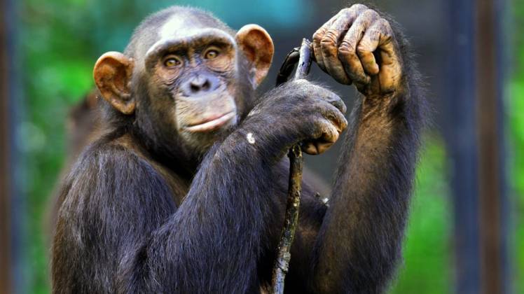 जब्त किया गया चिंपैंजी