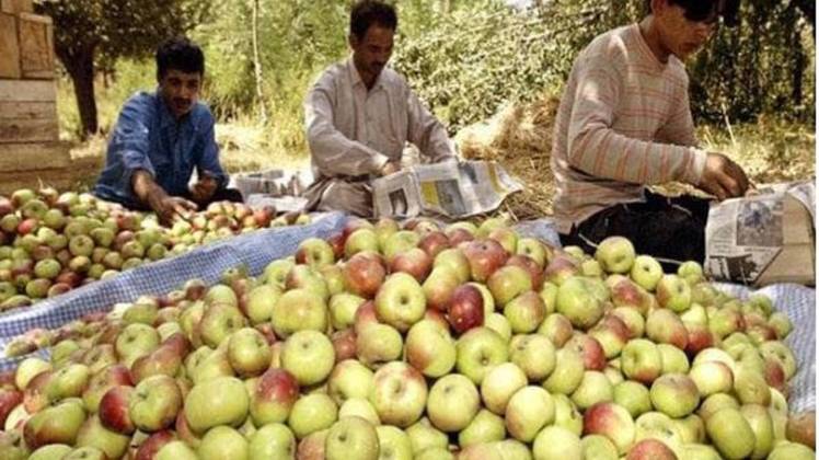 सेब का कारोबार शुरू होने से किसानों में खुशी (Photo: Reuters)