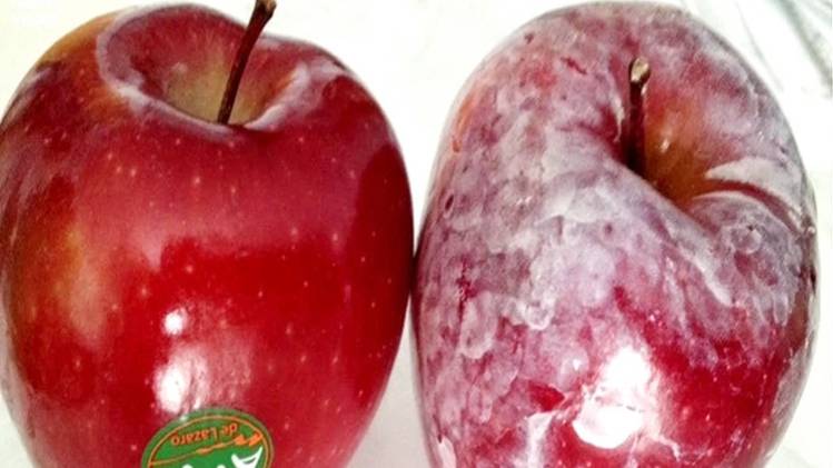 1920 से वैश्विक स्तर पर सेबों पर लगाया जा रहा है मोम. (फोटो-यूट्यूब)