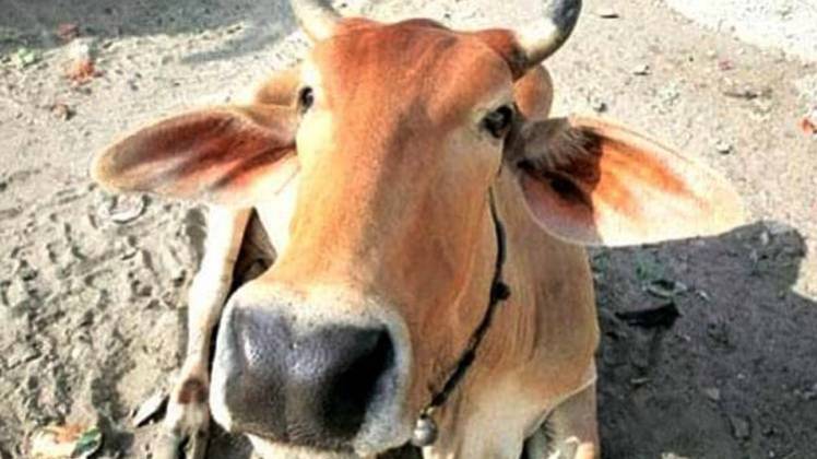 पाकिस्तान के पशुओं से भारत में कांगो फीवर का खतरा  (Photo- Aajtak )