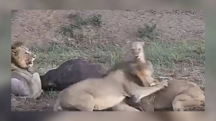 Lion family viral video