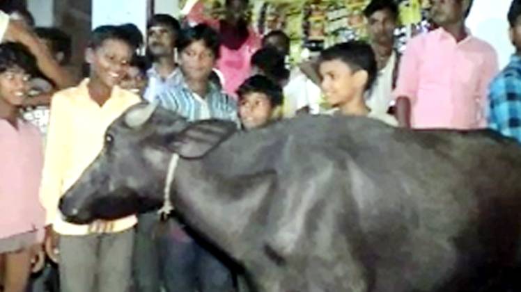 भैंसे से बनी थी ब‍िरयानी.