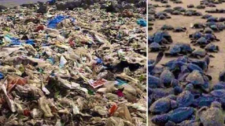 सोशल मीडिया में वायरल यह तस्वीर