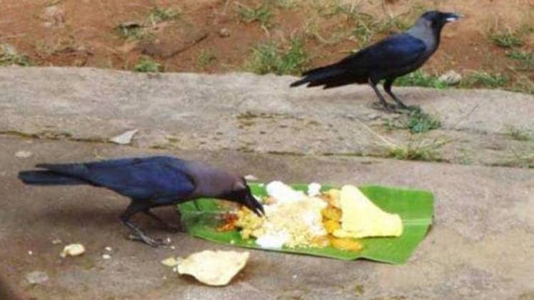 श्राद्ध के दिनों में जीव के रूप में पितृ धरती पर आते हैं