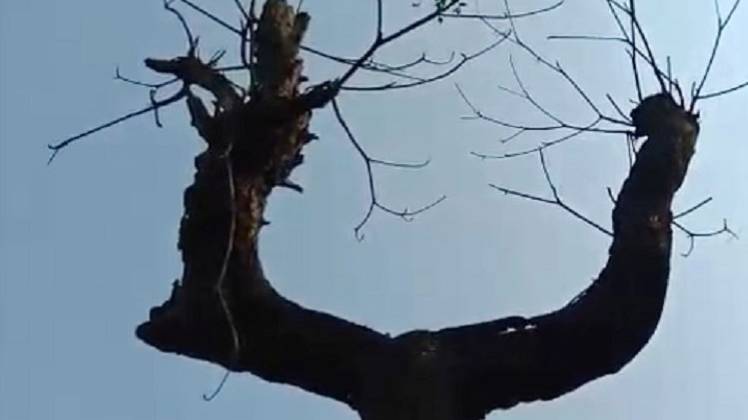 प्रत्यारोपित पेड़ (फोटो: राजू इनामदार)