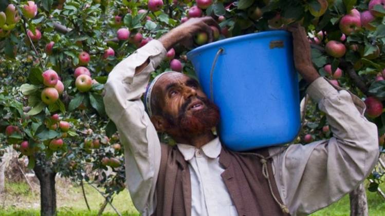 सेब व्यापारियों को निशाने पर ले रहे हैं आतंकी (फोटो: Getty)