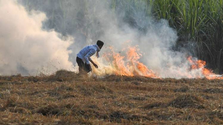 यमुना नगर में पराली जलाता किसान (फोटो- PTI)