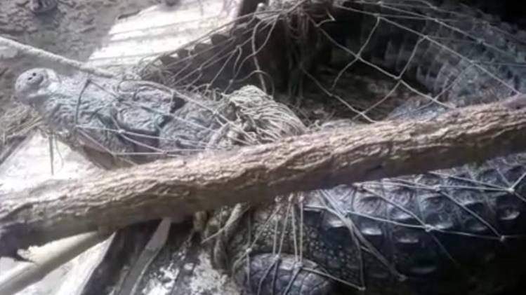 गांव में घुसा मगरमच्छ 