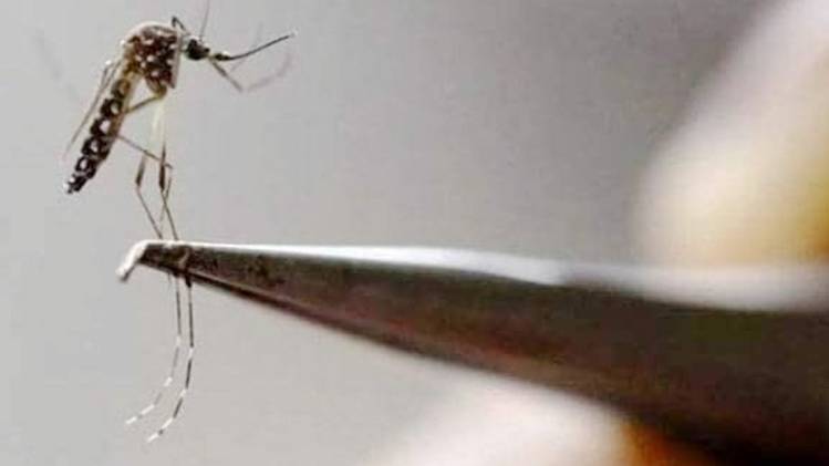 दिल्ली में डेंगू के मामले पिछले साल से हुए कम (सांकेतिक फोटो- Aajtak)