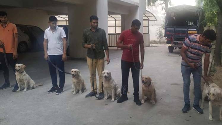 दिल्ली पुलिस में शामिल पांच गोल्डन रिट्रीवर डॉग (Photo- Aajtak)