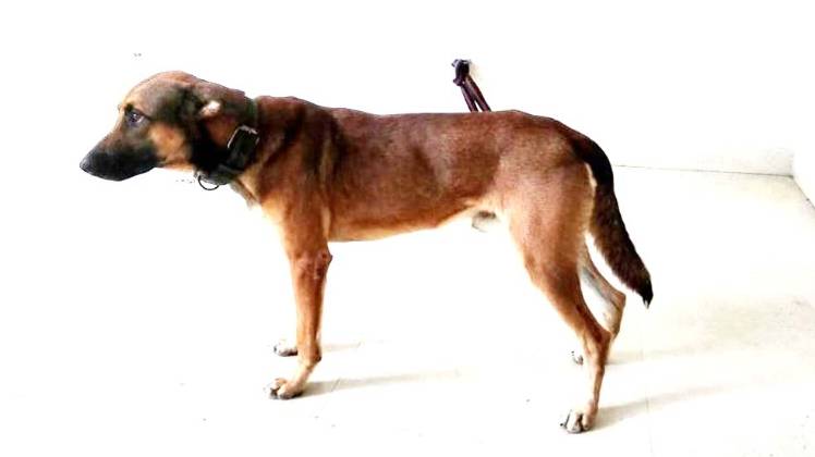 बेल्जियन मेलिनवा डॉग