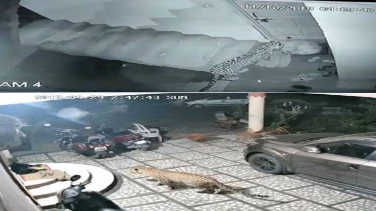 वायरल वीडियो का स्क्रीनशॉट