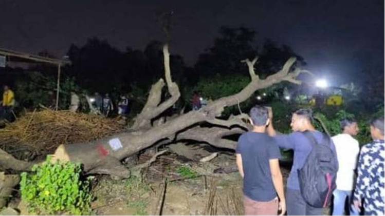 आरे कॉलोनी (फाइल फोटो)