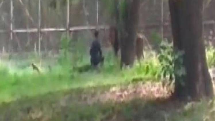 शेर के आगे युवक (फोटो-स्क्रीनशॉट)