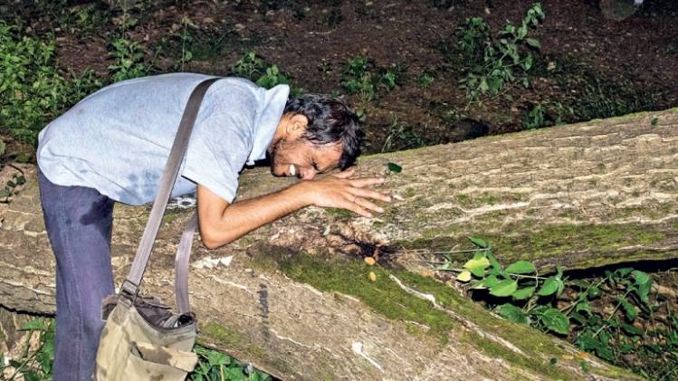 काट डाले गए पेड़ आरे कॉलोनी में काट डाले गए पेड़ से लिपट कर रो पड़ा एक एक्टिविस्ट