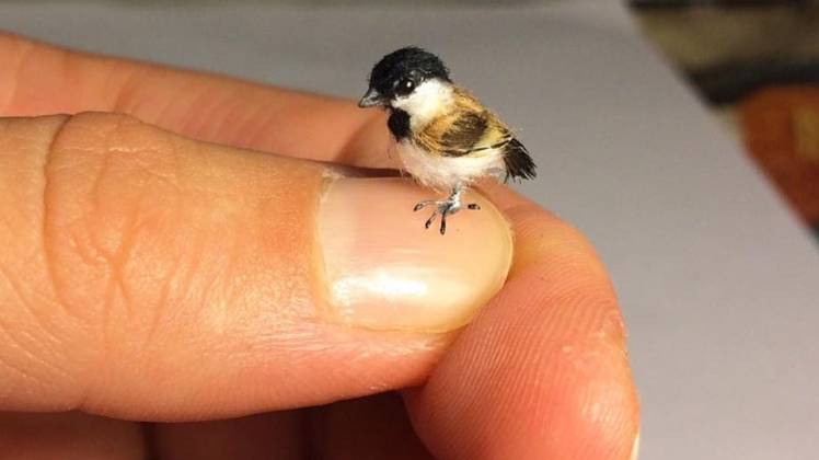 फेसबुक यूजर “Bâď Bøÿ Śãhïđ”