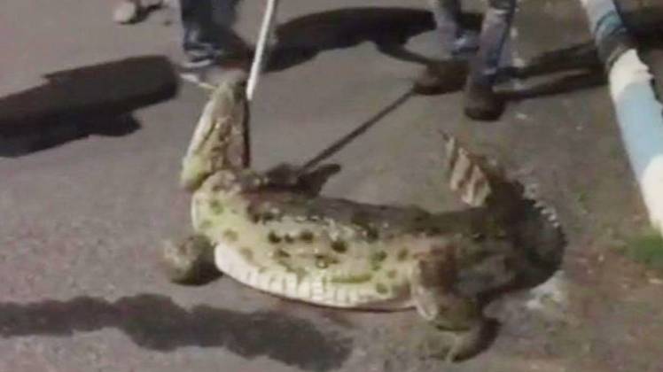 मगरमच्छ का हुआ रेस्क्यू (तस्वीर-ANI)