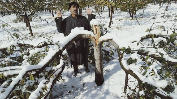 उत्तर कश्मीर की एक तहसील लंगेट में बेवक्त बर्फबारी से सेब के बगान हुए बर्बाद 