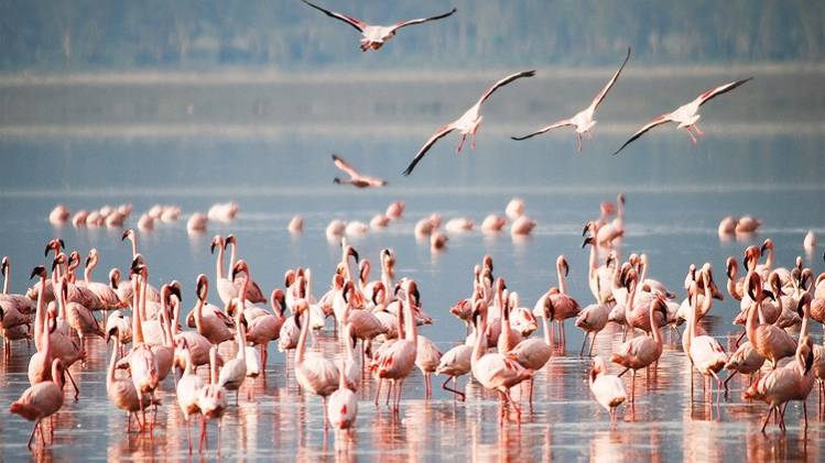 सांभर झील पर हर साल करीब 50 हजार फ्लेमिंगो पक्षी आते हैं. 