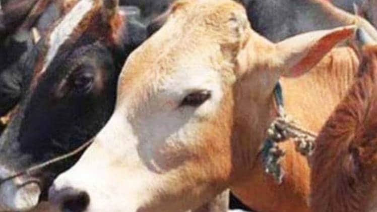 अयोध्या में गायों को कोट पहनाया जाएगा (प्रतीकात्मक फोटो)
