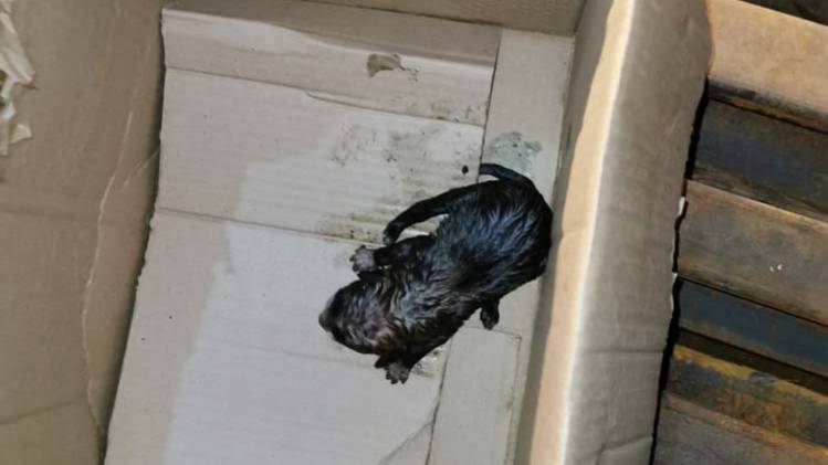 फीमेल डॉग और उसके बच्चों को बचाया गया (Photo- Aajtak)