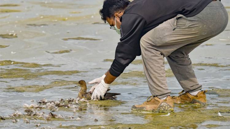 सांभर झील में पक्षियों की मौत का सिलसिला जारी (Photo- PTI)
