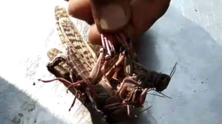 टिड्डियों के आतंक से परेशान किसान