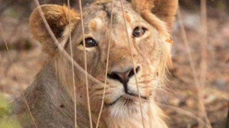 सांकेतिक तस्वीर-(India Today file)