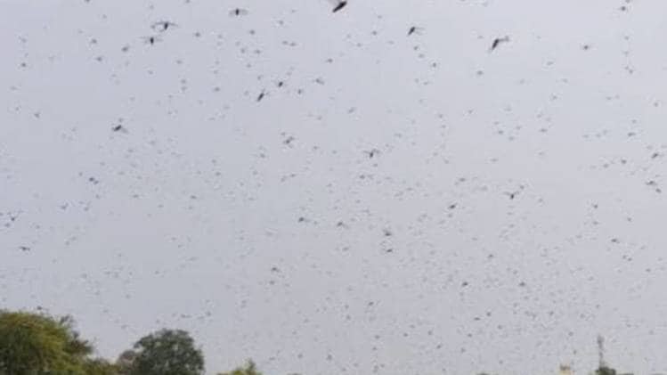 किसानों की फसल को बर्बाद कर रही टिड्डियां