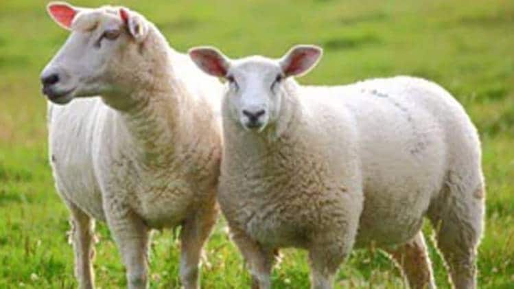 प्रतीकात्मक तस्वीर