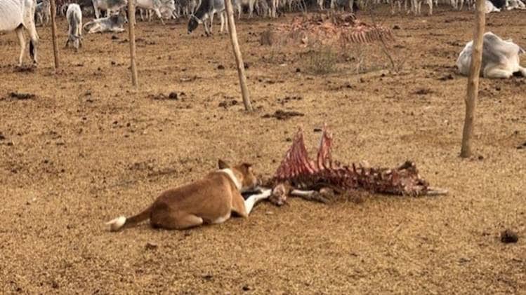 बांदा की गौशाला में गायों को खा रहे कुत्ते