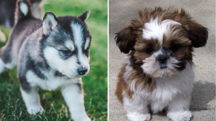 हस्की और शिट्जू ब्रीड के पपी