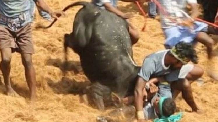 जल्लीकट्टू की फाइल फोटो