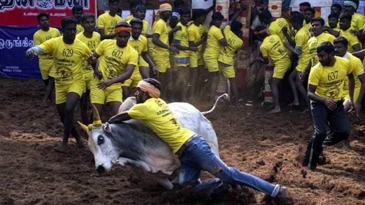 मदुरै में जल्लीकट्टू (फोटोः Getty)